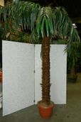 Korkea kapealehtinen palmu paksu runko muoviruukku