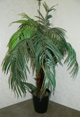 Kapealehtinen matala palmu musta ruukku