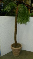 Korkea kapealehtinen palmu ohut runko keraaminen ruukku 
